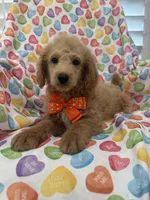 Leo , a male Poodle - Miniature  for sale in Merritt Island, FL – Photo 6 of 8