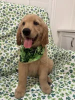 Oakley , a male Golden Retriever for sale in Merritt Island, FL – Photo 4 of 8