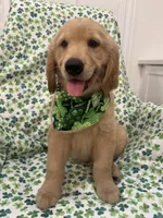 Oakley , a male Golden Retriever for sale in Merritt Island, FL – Photo 2 of 8