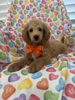 Leo , a male Poodle - Miniature  for sale in Merritt Island, FL – Photo 7 of 8