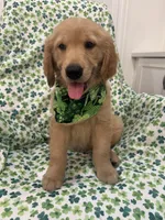 Oakley , a male Golden Retriever for sale in Merritt Island, FL – Photo 7 of 8