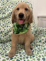 Oakley , a male Golden Retriever for sale in Merritt Island, FL – Photo 3 of 8