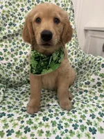 Oakley , a male Golden Retriever for sale in Merritt Island, FL – Photo 8 of 8