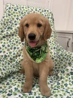 Oakley , a male Golden Retriever for sale in Merritt Island, FL – Photo 5 of 8