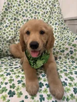 Oakley , a male Golden Retriever for sale in Merritt Island, FL – Photo 6 of 8