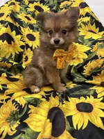 Koda , a male Pomeranian for sale in Merritt Island, FL – 5 of 10