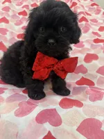 Hunter , a male Shihpoo for sale in Merritt Island, FL – 5 of 9