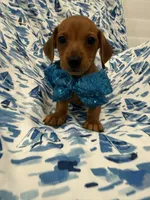 Tater Tot , a male Miniature Dachshund for sale in Merritt Island, FL – 8 of 9