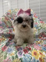 Lilly , a female Poodle - Miniature  for sale in Merritt Island, FL – 1 of 8