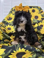 Violet , a female Miniature Bernedoodle for sale in Merritt Island, FL – 8 of 8