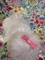 Lilly , a female Mal Shi for sale in Merritt Island, FL – 6 of 9