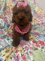 Paris , a female Poodle - Miniature  for sale in Merritt Island, FL – Photo 10 of 10