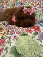 Paris , a female Poodle - Miniature  for sale in Merritt Island, FL – Photo 2 of 10