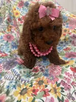 Paris , a female Poodle - Miniature  for sale in Merritt Island, FL – Photo 4 of 10