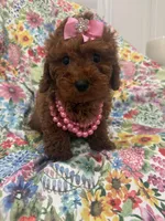 Paris , a female Poodle - Miniature  for sale in Merritt Island, FL – Photo 6 of 10