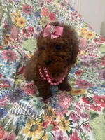 Paris , a female Poodle - Miniature  for sale in Merritt Island, FL – Photo 9 of 10