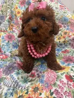Paris , a female Poodle - Miniature  for sale in Merritt Island, FL – Photo 7 of 10