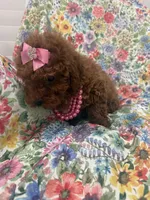 Paris , a female Poodle - Miniature  for sale in Merritt Island, FL – Photo 5 of 10