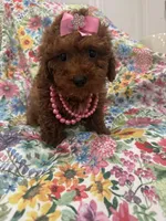 Paris , a female Poodle - Miniature  for sale in Merritt Island, FL – Photo 3 of 10