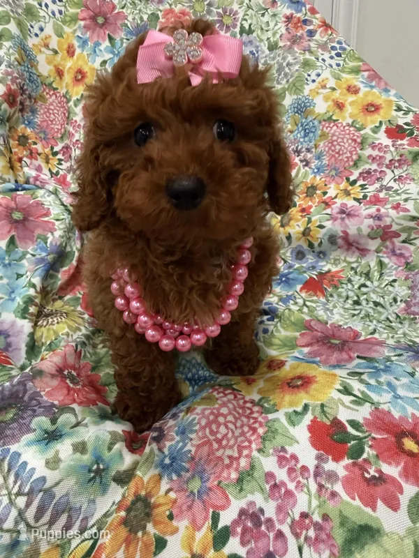Paris  – Poodle - Miniature  puppy for sale in Merritt Island, FL
