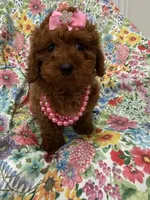 Paris , a female Poodle - Miniature  for sale in Merritt Island, FL – Photo 1 of 10