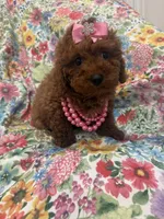 Paris , a female Poodle - Miniature  for sale in Merritt Island, FL – Photo 8 of 10