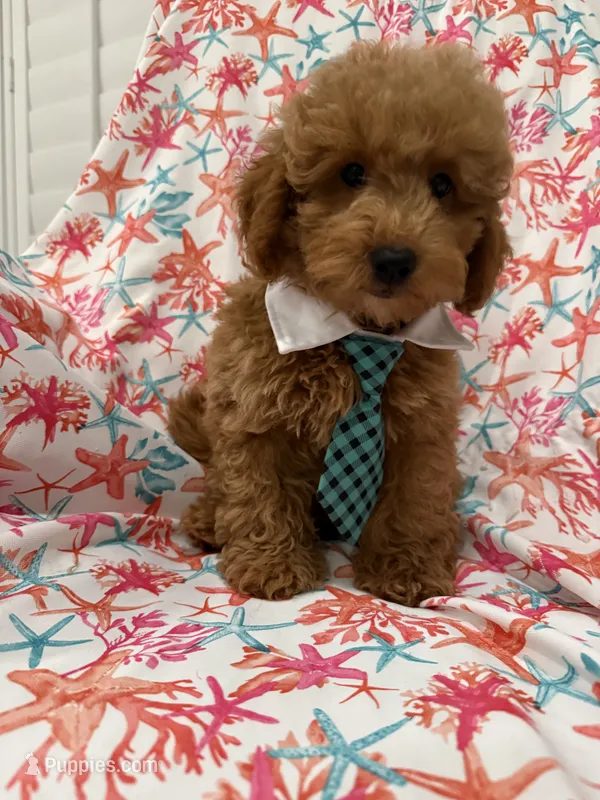 Oakley  – Miniature Goldendoodle puppy for sale in Merritt Island, FL