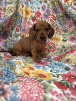 Peebles , a female Miniature Dachshund for sale in Merritt Island, FL – 3 of 10