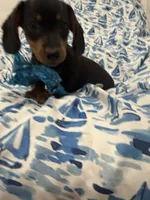 Frankie , a male Miniature Dachshund for sale in Merritt Island, FL – 5 of 9