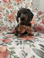 Sprinkles , a male Miniature Dachshund for sale in Merritt Island, FL – 8 of 9