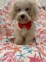Remi , a male Maltipoo for sale in Merritt Island, FL – 2 of 9