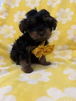 Zeus , a male Yorkipoo for sale in Merritt Island, FL – 1 of 8
