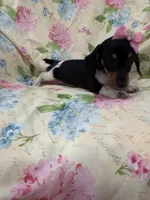 Lilly, a female Miniature Dachshund for sale in Merritt Island, FL – 7 of 9