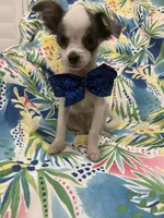 Taco , a male Chihuahua for sale in Merritt Island, FL – 9 of 10