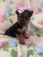 Chloe , a female Yorkshire Terrier for sale in Merritt Island, FL – Photo 2 of 8