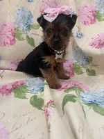 Chloe , a female Yorkshire Terrier for sale in Merritt Island, FL – Photo 3 of 8