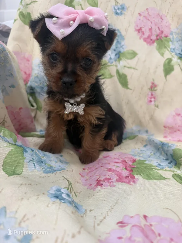 Chloe , a female Yorkshire Terrier for sale in Merritt Island, FL – Photo 1 of 8