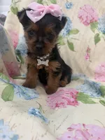 Chloe , a female Yorkshire Terrier for sale in Merritt Island, FL – Photo 1 of 8