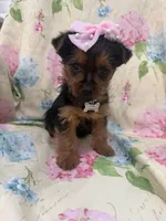 Chloe , a female Yorkshire Terrier for sale in Merritt Island, FL – Photo 8 of 8