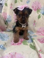 Chloe , a female Yorkshire Terrier for sale in Merritt Island, FL – Photo 5 of 8