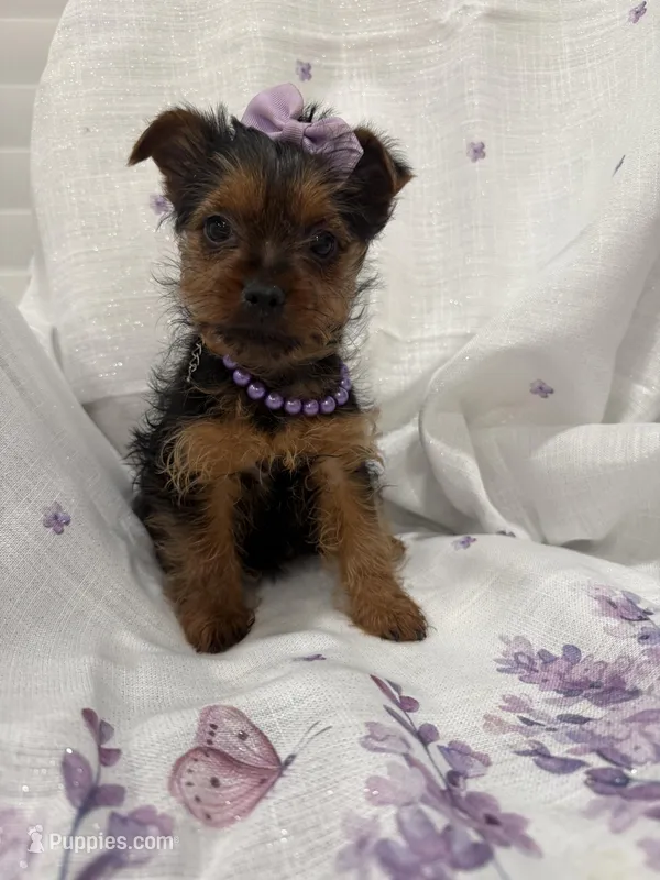 Chloe  – Yorkshire Terrier puppy for sale in Merritt Island, FL