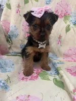Chloe , a female Yorkshire Terrier for sale in Merritt Island, FL – Photo 6 of 8