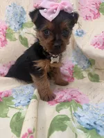 Chloe , a female Yorkshire Terrier for sale in Merritt Island, FL – Photo 4 of 8