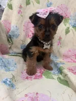 Chloe , a female Yorkshire Terrier for sale in Merritt Island, FL – Photo 7 of 8