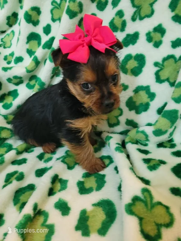 Chloe  – Yorkshire Terrier puppy for sale in Merritt Island, FL