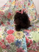 Zoey , a female Poodle - Toy  for sale in Merritt Island, FL – 6 of 10