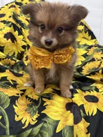 Koda , a male Pomeranian for sale in Merritt Island, FL – 9 of 10
