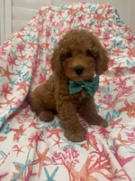 Cooper, a male Poodle - Miniature  for sale in Merritt Island, FL – 3 of 10