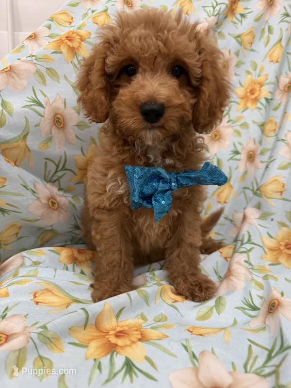 Jagger  – Poodle - Miniature , Cavachon puppy for sale in Merritt Island, FL