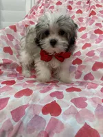 Gizmo , a male Mal Shi for sale in Merritt Island, FL – 9 of 10